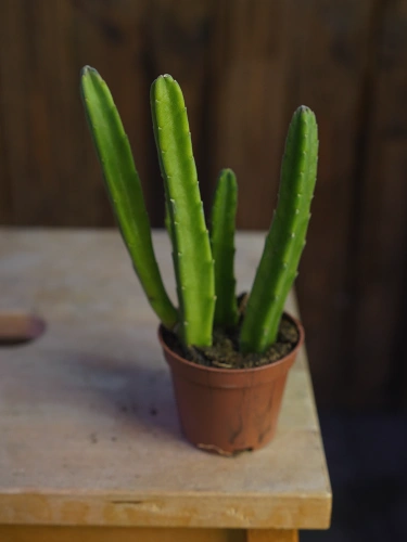 Stapelia leendertziae ⌀6cm