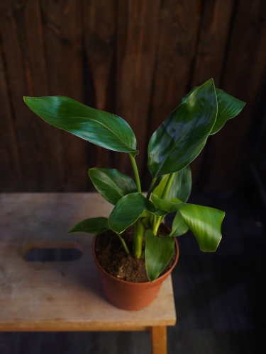 Strelitzia reginae ⌀12cm