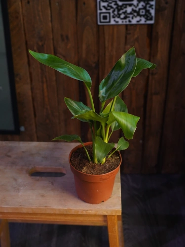 Strelitzia reginae ⌀12cm