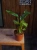 Strelitzia reginae ⌀12cm