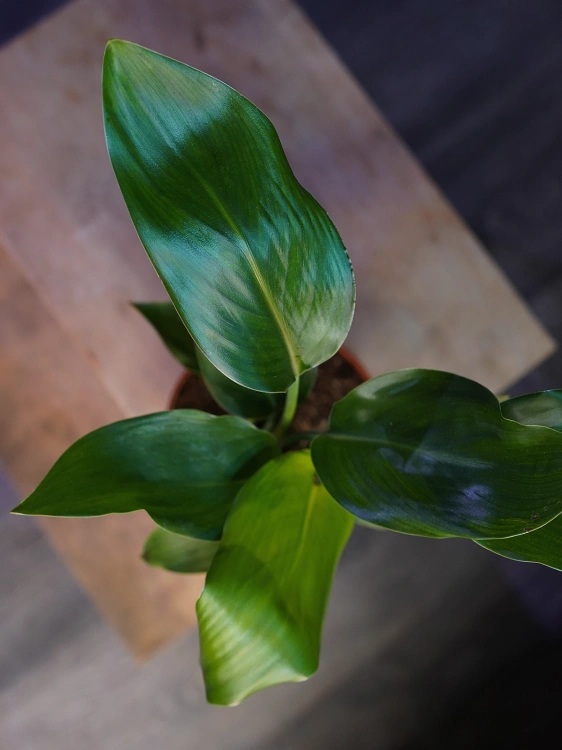 Strelitzia reginae ⌀12cm
