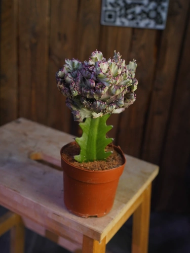 Euphorbia lactea 'Cristata' ⌀10,5cm