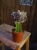 Euphorbia lactea 'Cristata' ⌀10,5cm