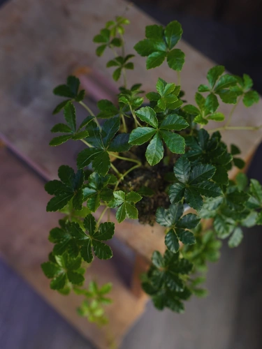 Cissus striata ⌀12cm