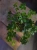 Cissus striata ⌀12cm