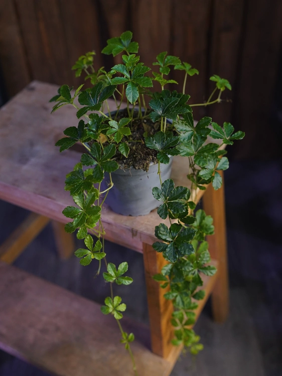 Cissus striata ⌀12cm