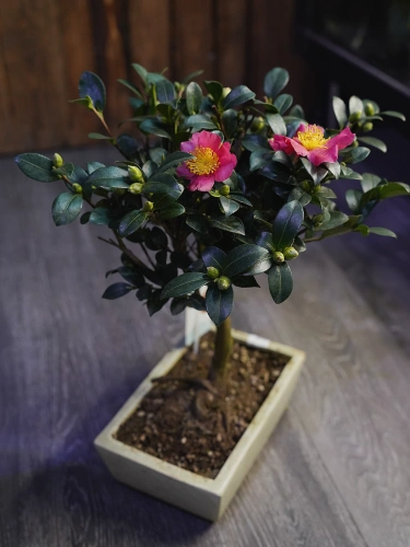 Bonsai Camellia japonica Kamelia