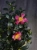 Bonsai Camellia japonica Kamelia