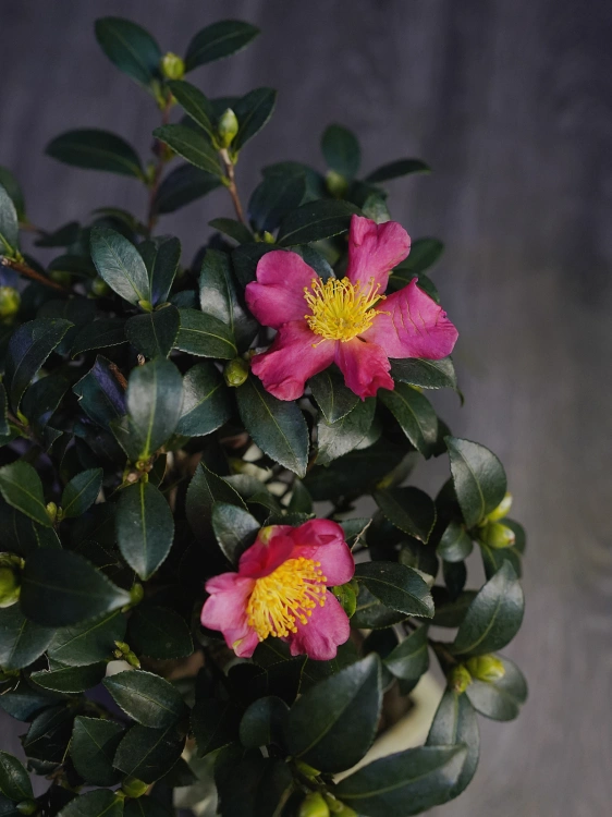 Bonsai Camellia japonica Kamelia