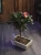 Bonsai Camellia japonica Kamelia