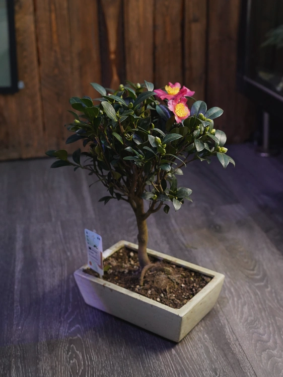 Bonsai Camellia japonica Kamelia