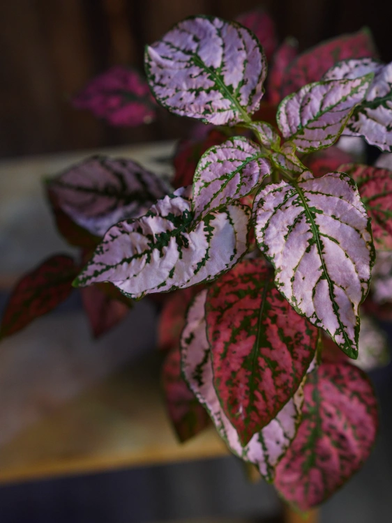 Hypoestes Niedośpian mix w donicy ⌀12cm