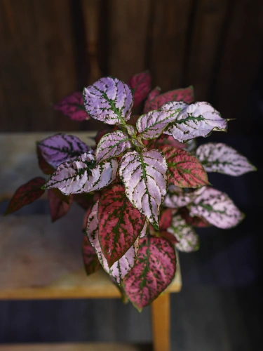 Hypoestes Niedośpian mix w donicy ⌀12cm