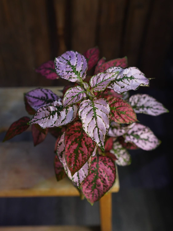 Hypoestes Niedośpian mix w donicy ⌀12cm
