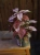 Hypoestes Niedośpian mix w donicy ⌀12cm