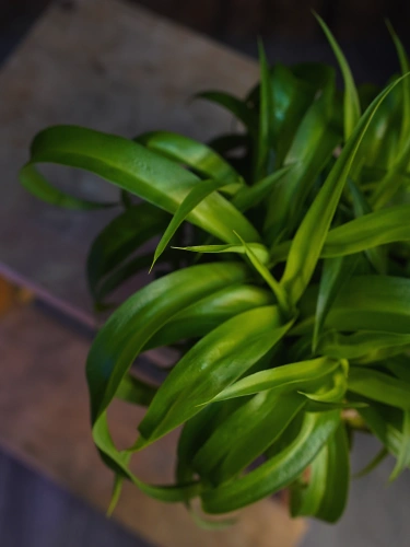 Chlorophytum comosum 'Green Bonnie' Zielistka ⌀13cm