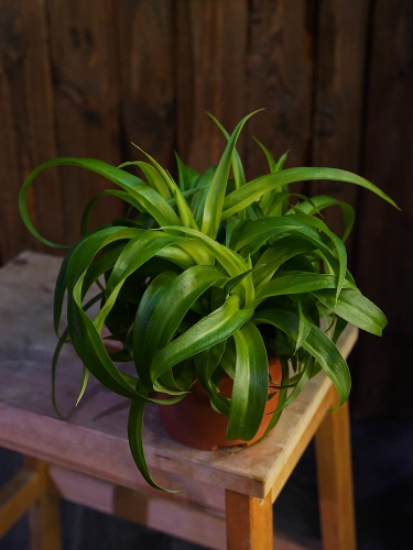 Chlorophytum comosum 'Green Bonnie' Zielistka ⌀13cm