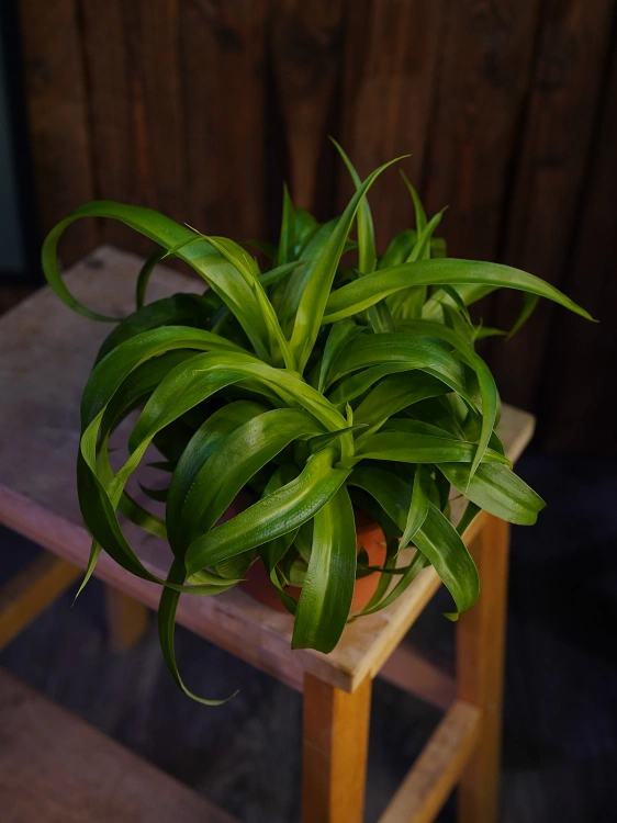 Chlorophytum comosum 'Green Bonnie' Zielistka ⌀13cm