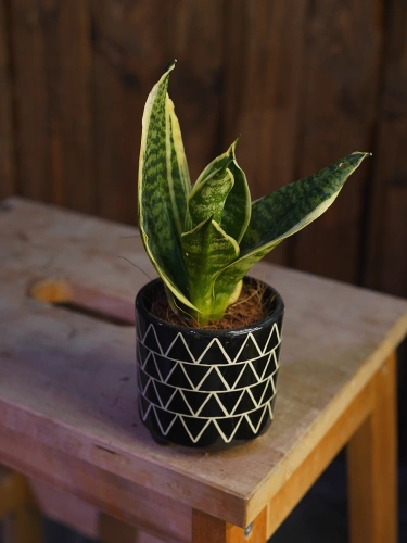 Sansevieria trifasciata ⌀6cm