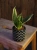 Sansevieria trifasciata ⌀6cm