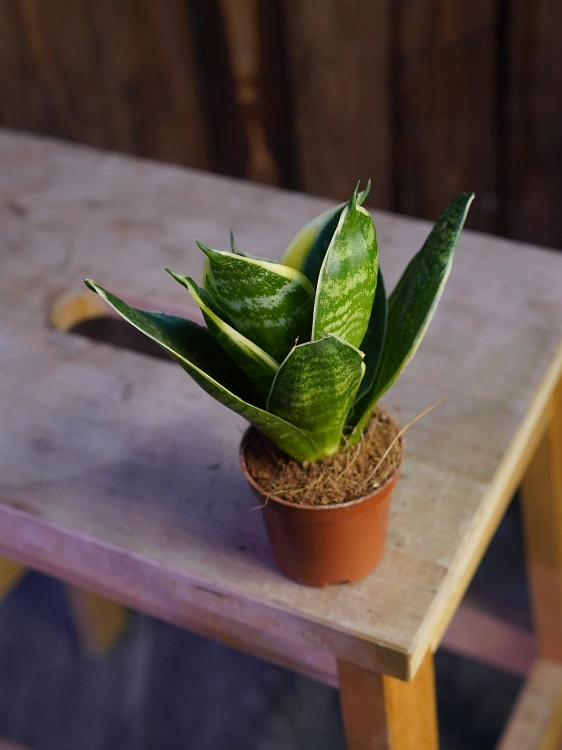 Sansevieria trifasciata ⌀6cm