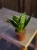 Sansevieria trifasciata ⌀6cm