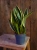 Sansevieria 'Futura Superba' ⌀12cm