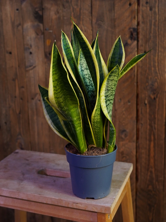Sansevieria 'Futura Superba' ⌀12cm