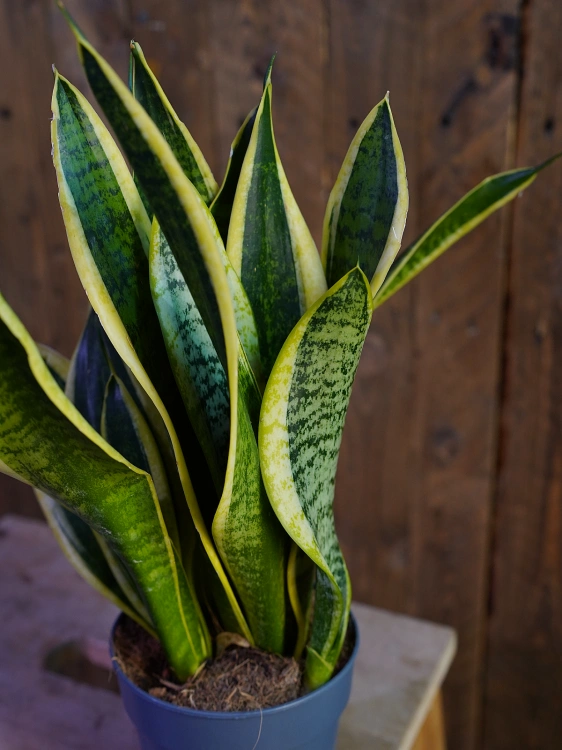 Sansevieria 'Futura Superba' ⌀12cm