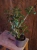Adenium Anouk Róża pustyni ⌀13cm