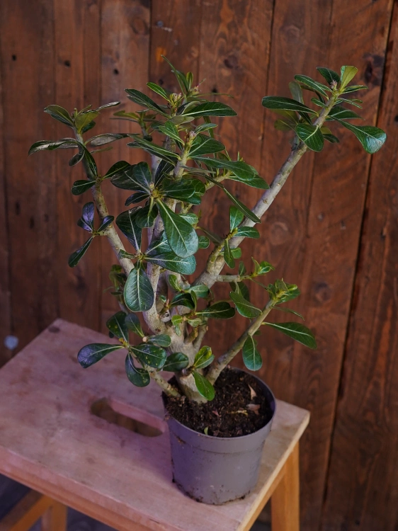 Adenium Anouk Róża pustyni ⌀13cm