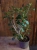 Adenium Anouk Róża pustyni ⌀13cm
