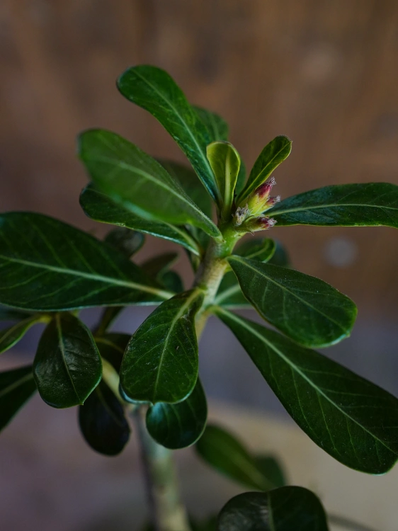 Adenium Anouk Róża pustyni ⌀13cm