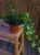 Hedera helix Wonder Bluszcz ⌀12cm