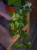 Hedera helix Wonder Bluszcz ⌀12cm