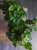 Hedera helix Wonder Bluszcz ⌀12cm