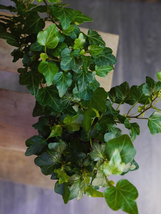 Hedera helix Wonder Bluszcz ⌀12cm