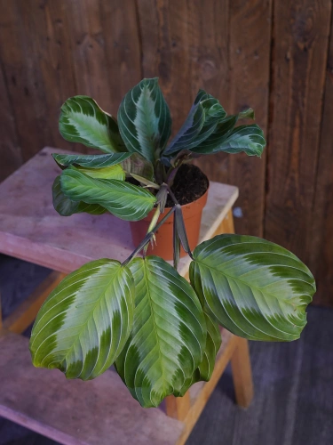 Maranta Silver Band ⌀12cm