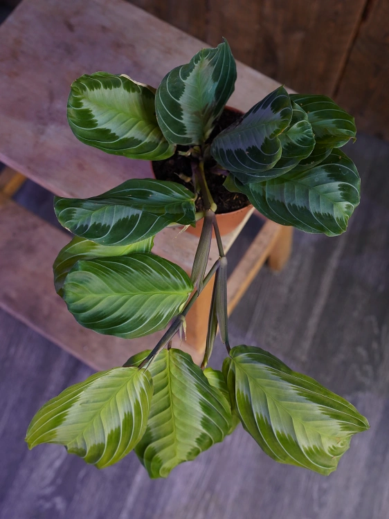 Maranta Silver Band ⌀12cm