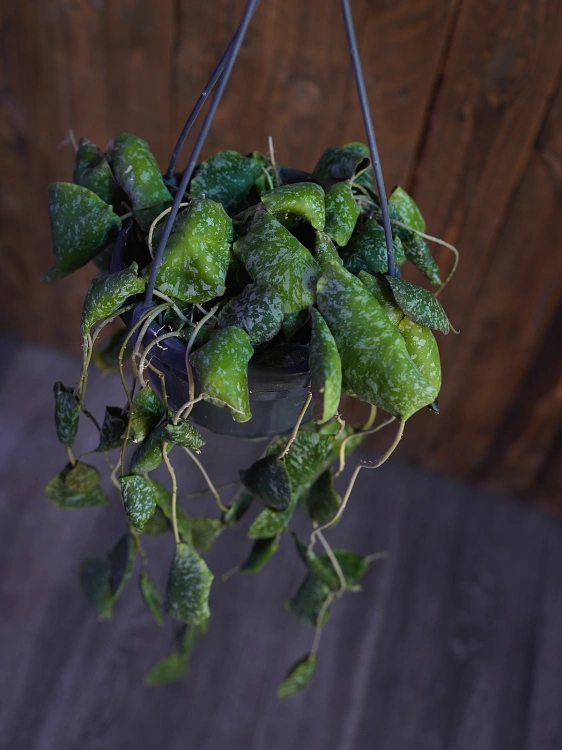 Hoya imbricata ⌀14cm