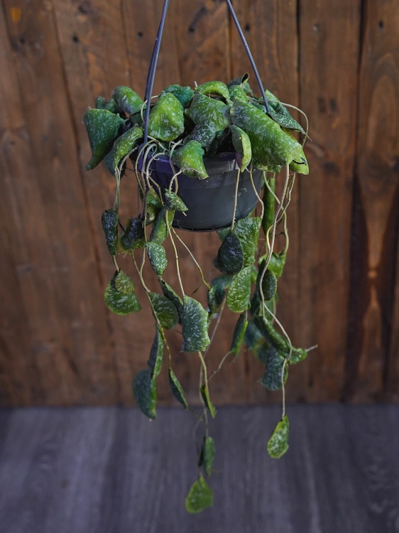 Hoya imbricata ⌀14cm