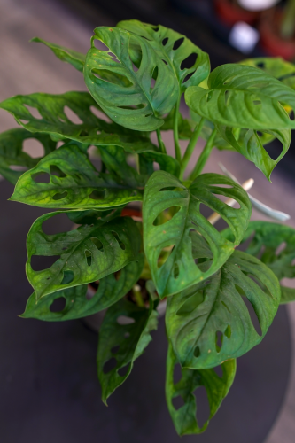Monstera obliqua 'Monkey Leaf' ⌀12cm