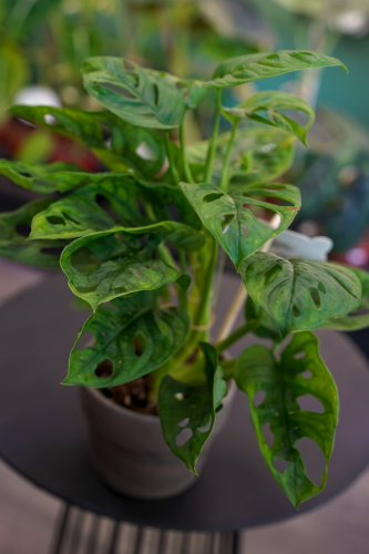 Monstera obliqua 'Monkey Leaf' ⌀12cm