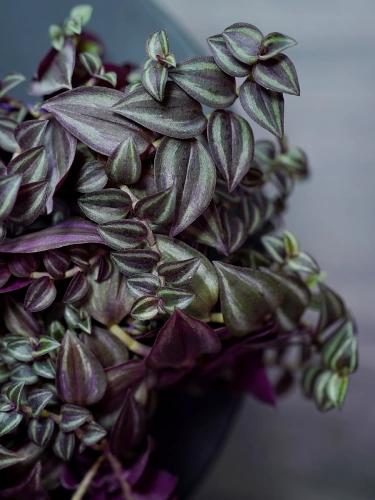 Tradescantia 'Purple Passion' ⌀12cm