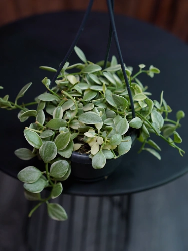 Dischidia oiantha ⌀10,5cm