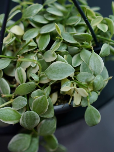 Dischidia oiantha ⌀10,5cm