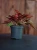 Peperomia 'Rosso' ⌀7cm