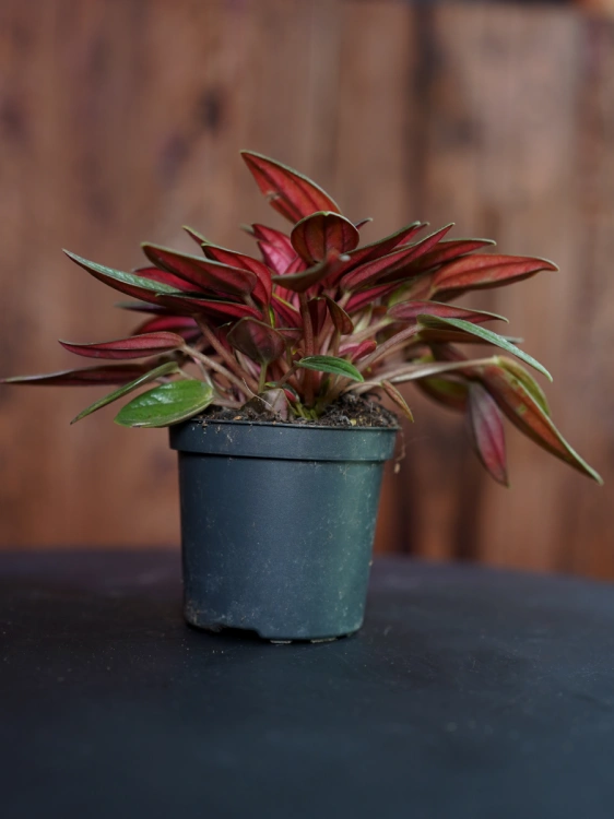 Peperomia 'Rosso' ⌀7cm
