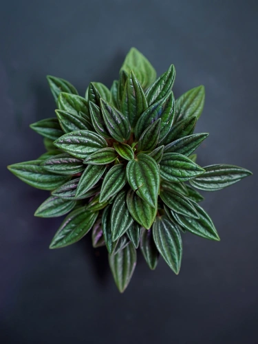 Peperomia 'Rosso' ⌀7cm