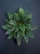 Peperomia 'Rosso' ⌀7cm